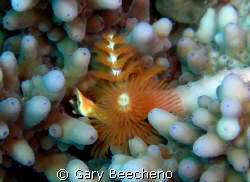 Christmas tree worm by Gary Beecheno 